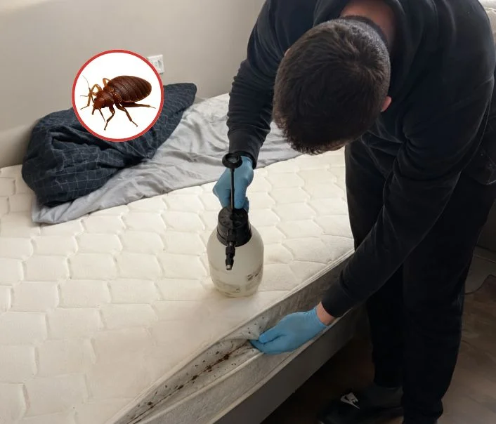 Technicien traitant un matelas contre les punaises de lit à Montgeroult